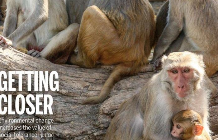 ce que les macaques ont à nous apprendre
