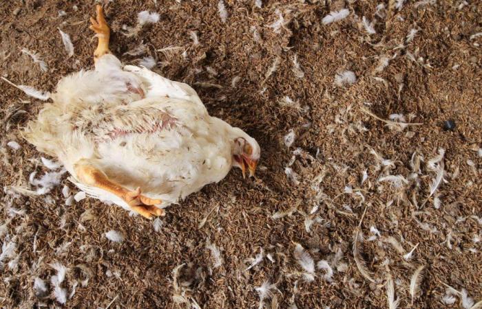 Le Gabon détecte son premier cas de grippe aviaire depuis 2022 – Le1
