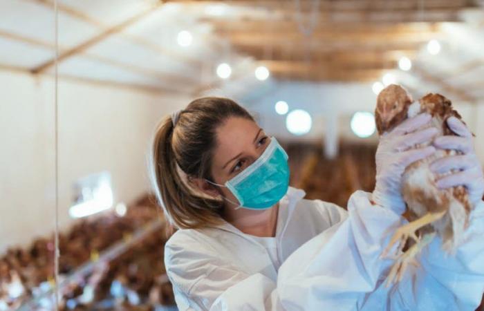 un premier décès humain dû à la souche H5N2