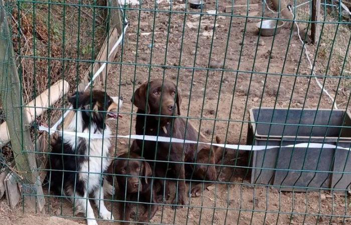 Carcassonne. 8 200 € d’amende pour les éleveurs de chiens, interdits de détention à vie