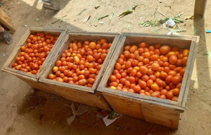 le prix des tomates hors de portée à N’Djamena