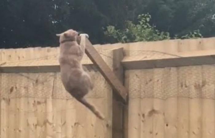 Tentative ratée d’une femme pour empêcher son chat roux de s’échapper avec une clôture inclinée (vidéo)