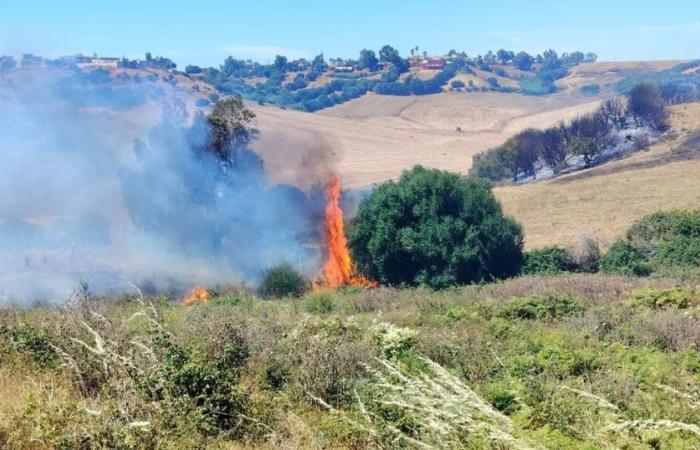 12 hectares de champs détruits par un incendie dans la région de Had El Gharbia