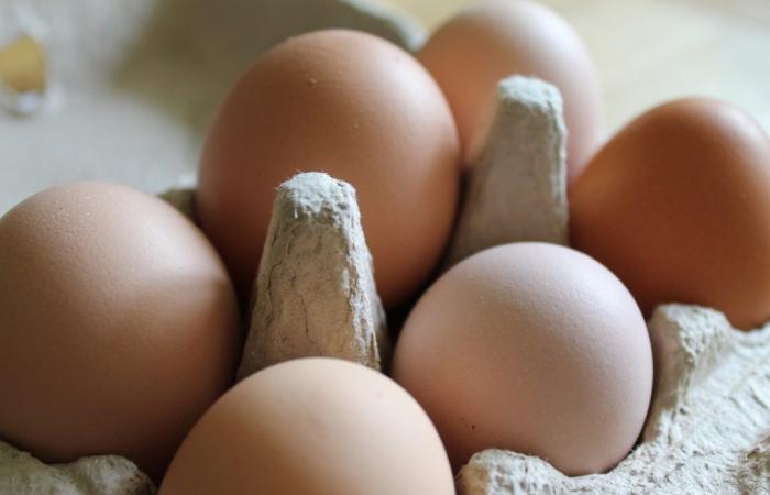 pourquoi y a-t-il autant de différence de prix entre les œufs ? – .