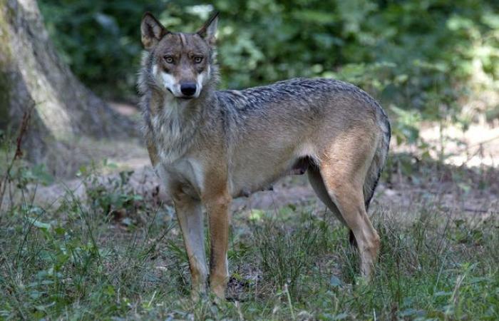 « Les loups ont eu le réflexe [d’attaquer la joggeuse] il ne faut pas la tuer”, juge un spécialiste canin