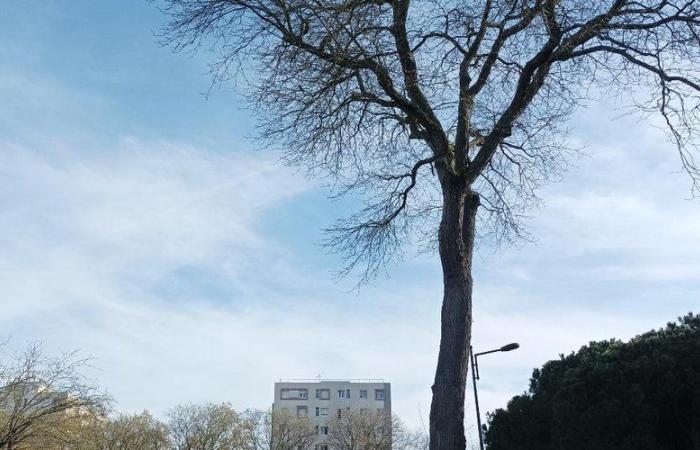 Planter des arbres à Toulouse : pour les habitants de Borderouge, le compte n’y est pas
