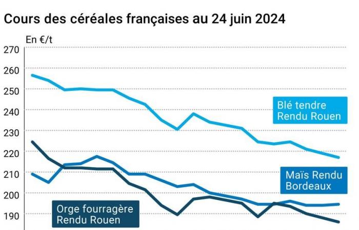 Céréales – Les prix du blé tendre au plus bas depuis deux mois, sous la pression des récoltes et de la concurrence internationale
