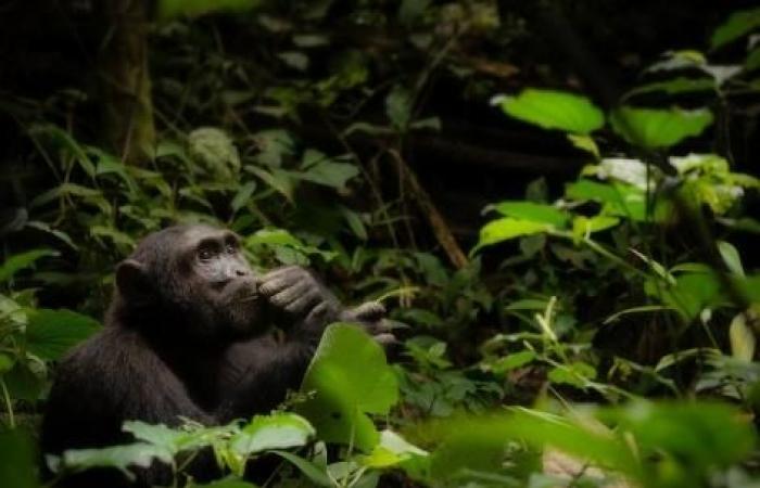 Les chimpanzés se soignent aussi avec des plantes médicinales
