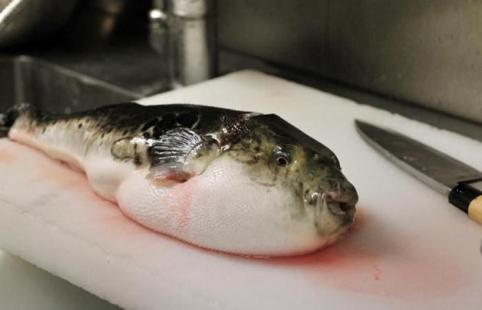 nouilles frites au fugu, un poisson réputé mortel, vendu dans les supermarchés