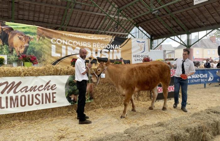 Perle d’un élevage cherbourgeois, la vache Noisette remporte un nouveau titre