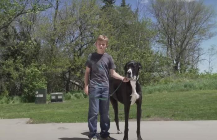 Le Livre Guinness des records annonce la mort de Kevin, le plus gros chien du monde