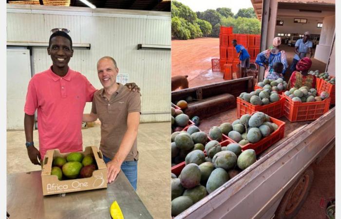« Le manque de promotion joue des tours sur le marché de la mangue »