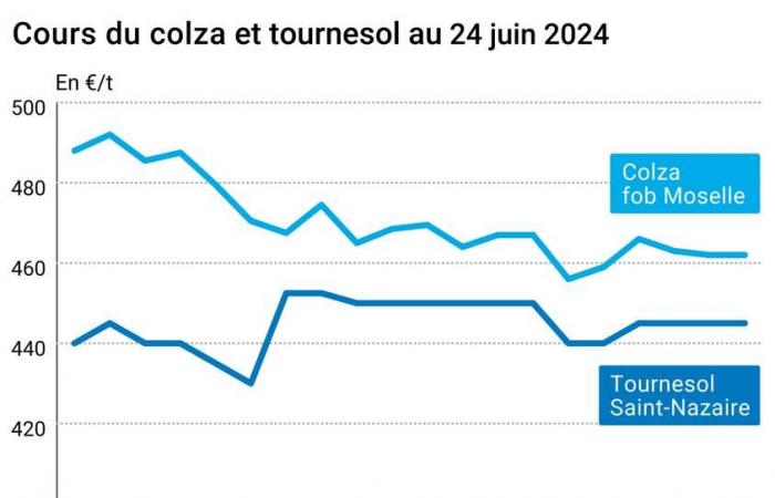 Oléagineux – Statu quo pour les prix français du colza et du tournesol, malgré des évolutions contrastées sur les marchés internationaux