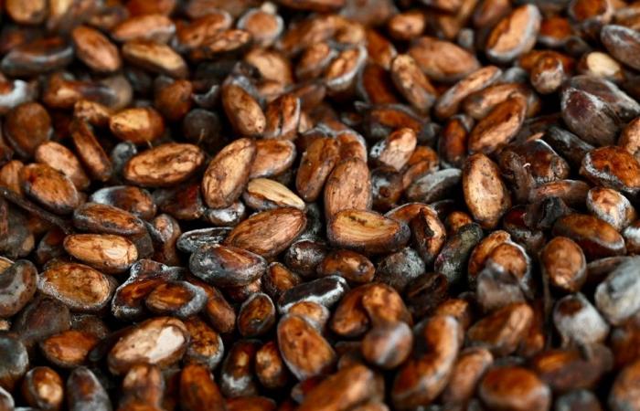 À qui profite la flambée des prix du cacao ? – .