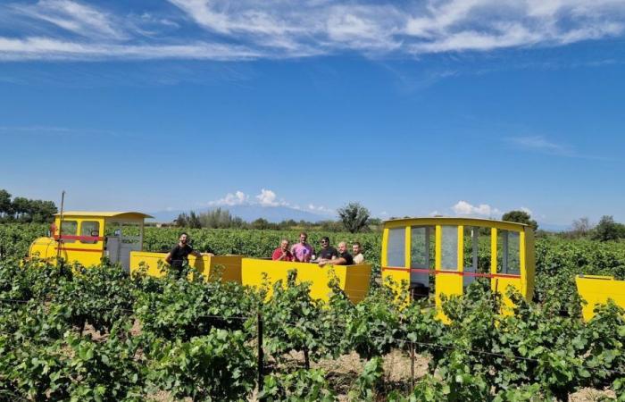 PHOTOS – A 5 minutes de Perpignan, un petit train gratuit pour visiter le domaine de la Vigne Barbé