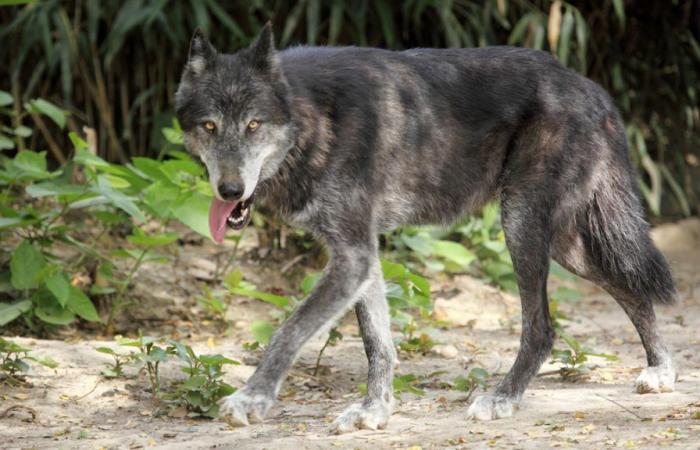 Un touriste subit une attaque de loups au zoo de Thoiry