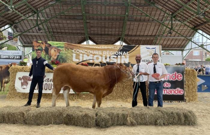 Perle d’un élevage cherbourgeois, la vache Noisette remporte un nouveau titre