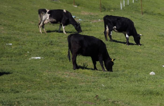 Réchauffement climatique | Le Danemark va taxer les flatulences du bétail