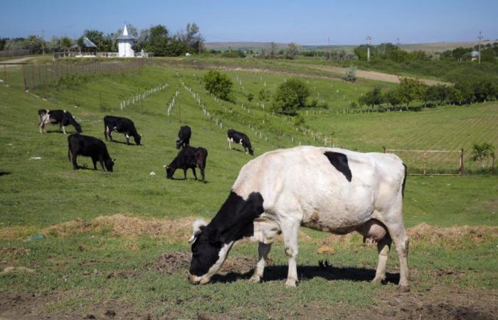 Le Danemark taxera les flatulences du bétail pour lutter contre le réchauffement climatique