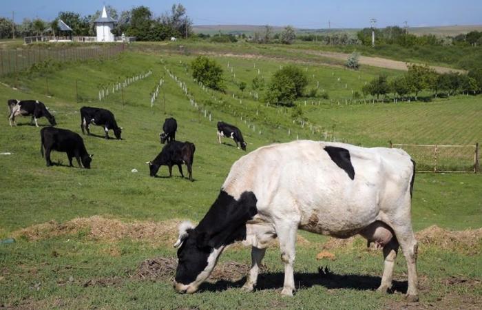 Le Danemark va taxer les flatulences du bétail pour lutter contre le réchauffement climatique