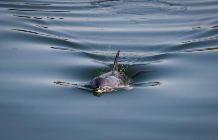 des dauphins animent le bassin des Chalutiers