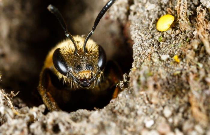 Les abeilles peuvent détecter le cancer du poumon ! – .