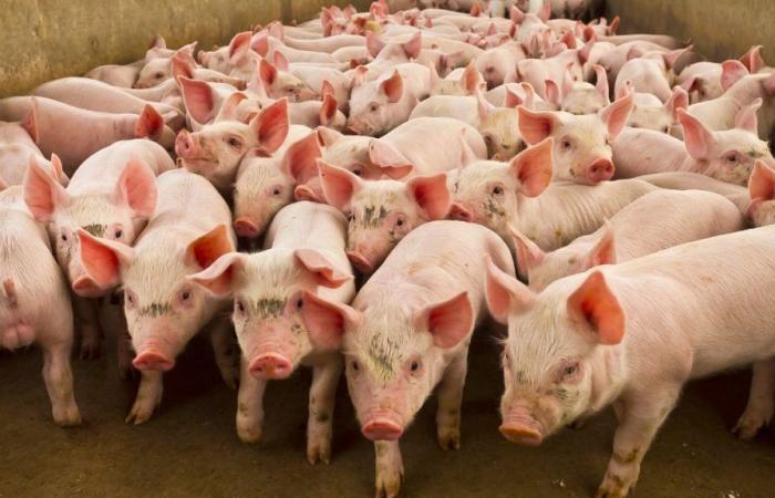 Quels sont les plus grands producteurs de porc au monde et en France ? – .