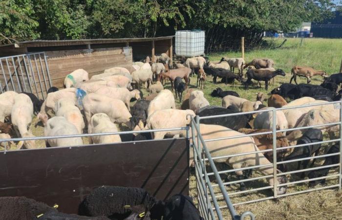 Tonte de moutons sur le plateau de Frescaty à Metz