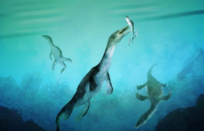 Le plus ancien fossile de reptile marin de l’hémisphère sud découvert en Nouvelle-Zélande