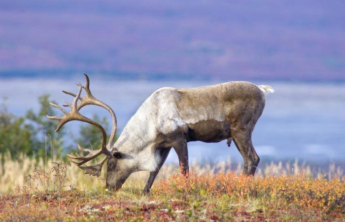 Les Innus gagnent pas à pas leur cause contre Québec pour la protection de l’habitat du caribou