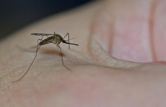 Les applications de lutte contre les moustiques sont-elles efficaces ? – .