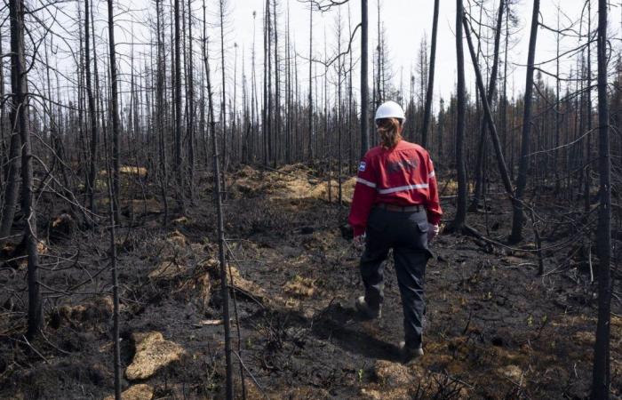 Les précipitations devraient aider à lutter contre les incendies de forêt sur la Côte-Nord
