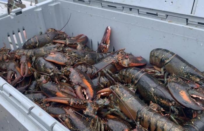Le prix du homard des Îles continue de baisser – Portail des Îles-de-la-Madeleine