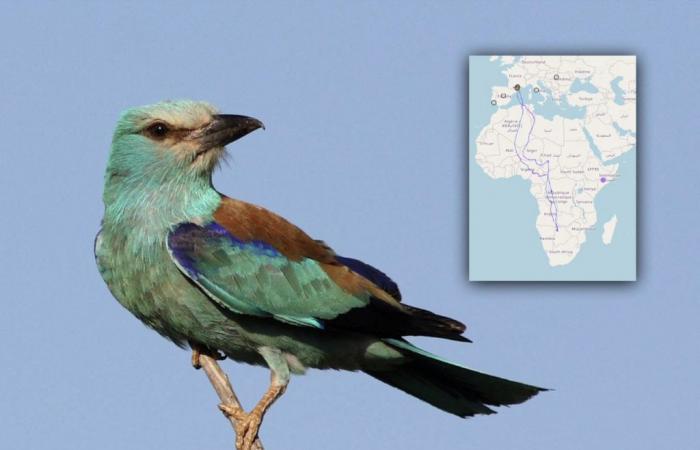 Le fou voyage de ce petit oiseau catalan, des Pyrénées-Orientales au Botswana