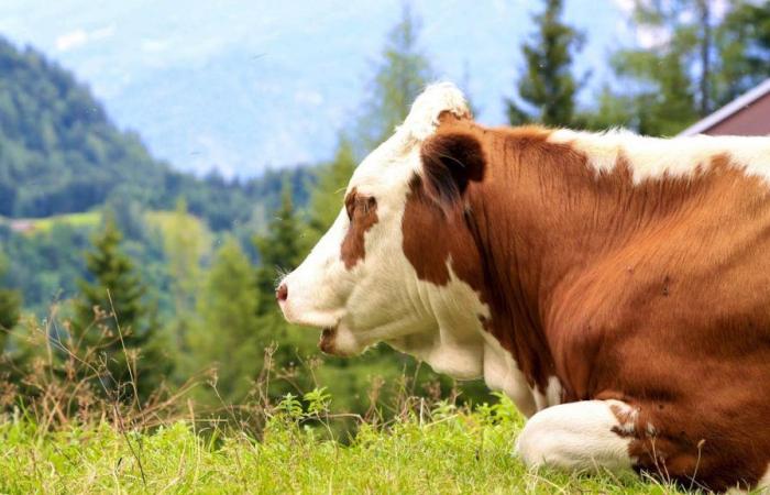 Des vaches tuent une randonneuse devant ses filles en Autriche