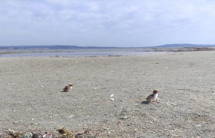 des oiseaux protégés installés sur l’étang de Thau, une étape clé pour leur survie – .