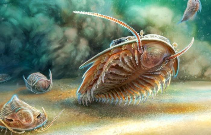 Découverte d’une « Pompéi » marine vieille de 515 millions d’années au Maroc