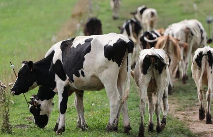 Attaqué par un troupeau de vaches, un randonneur tué dans les Alpes autrichiennes – .