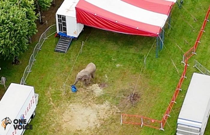 One Voice porte plainte après avoir repéré Samba, le dernier éléphant de cirque, en Eure-et-Loir