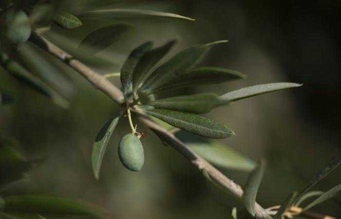 Le secteur de l’huile d’olive à la recherche de solutions au changement climatique