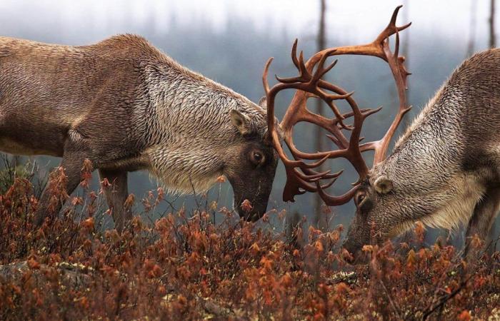 Victoire juridique des Innus contre le gouvernement du Québec pour la protection du caribou