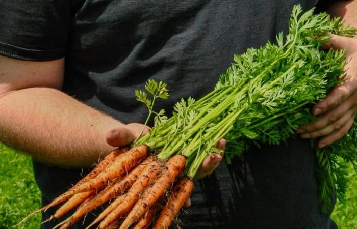 les carottes locales de retour dans les épiceries la semaine prochaine – .
