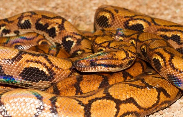 un boa a eu 14 bébés sans avoir été en contact avec un autre serpent depuis 9 ans