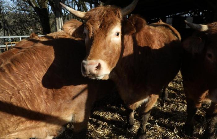 Randonneur tué par une attaque de vache en Autriche
