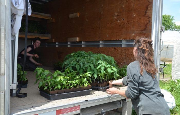 Le Potager des mains nus livre près de 1 000 plants de légumes à l’école de Sutton