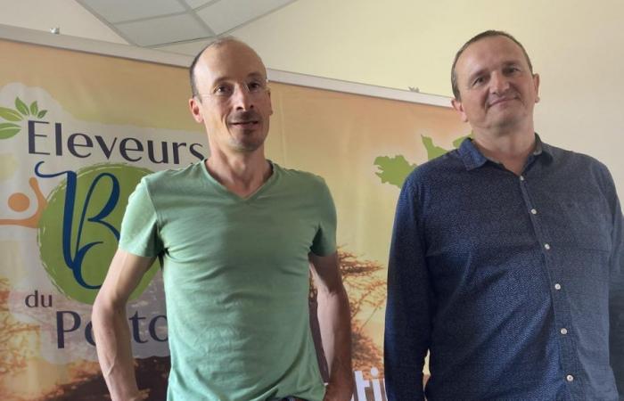 malgré les obstacles, une deuxième année « encourageante » pour les éleveurs bio du Poitou