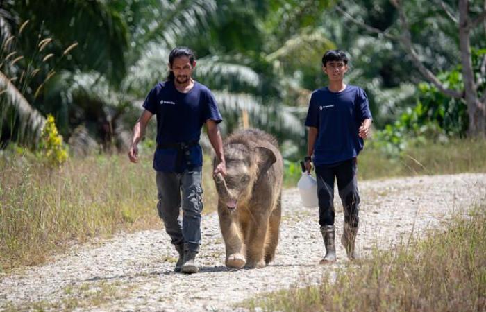 L’éléphant de Bornéo menacé d’extinction, le lynx ibérique en voie de rétablissement – ​​.