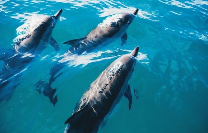 Trois dauphins piégés dans le port de La Rochelle