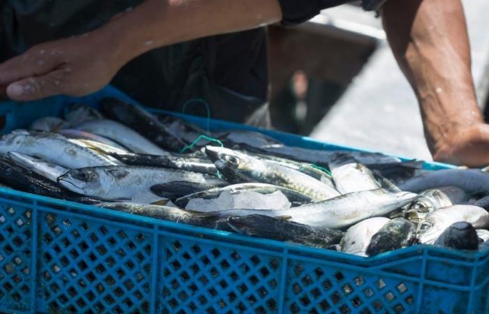 Au Maroc, à 5 € le kilo, la sardine devient un plat de luxe.
