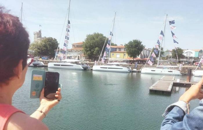 A La Rochelle, les dauphins élisent domicile dans le port de plaisance